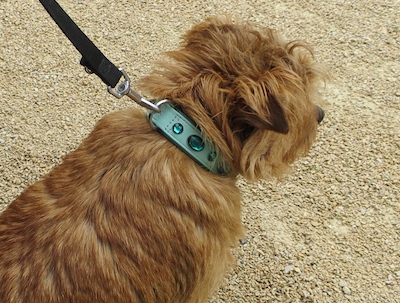 Hundhalsband mint alte Glassteine